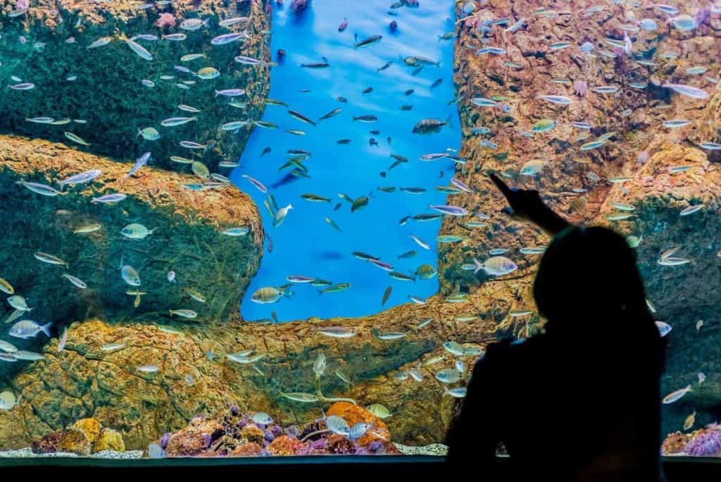 Seville Aquarium