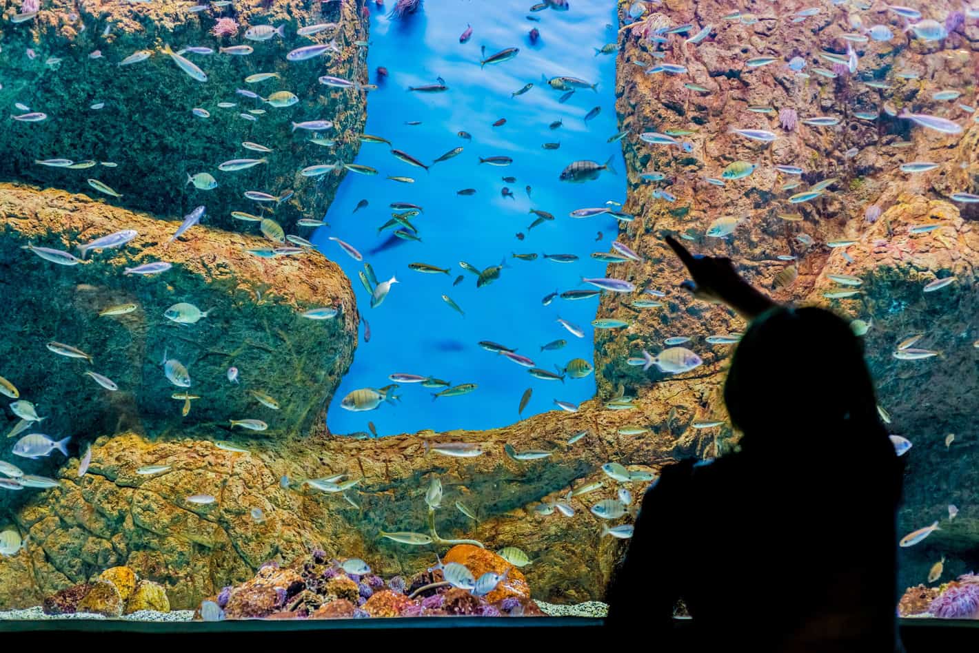 Seville Aquarium