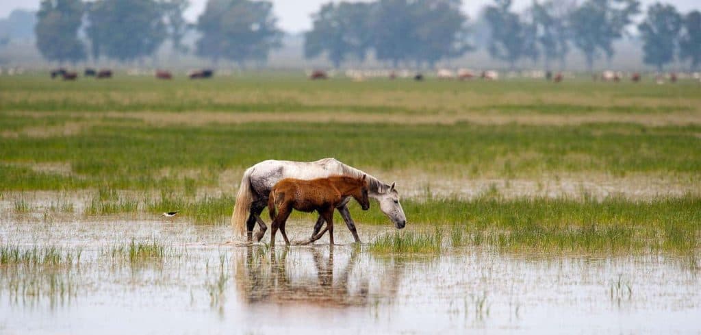 Doñana National Park Spain