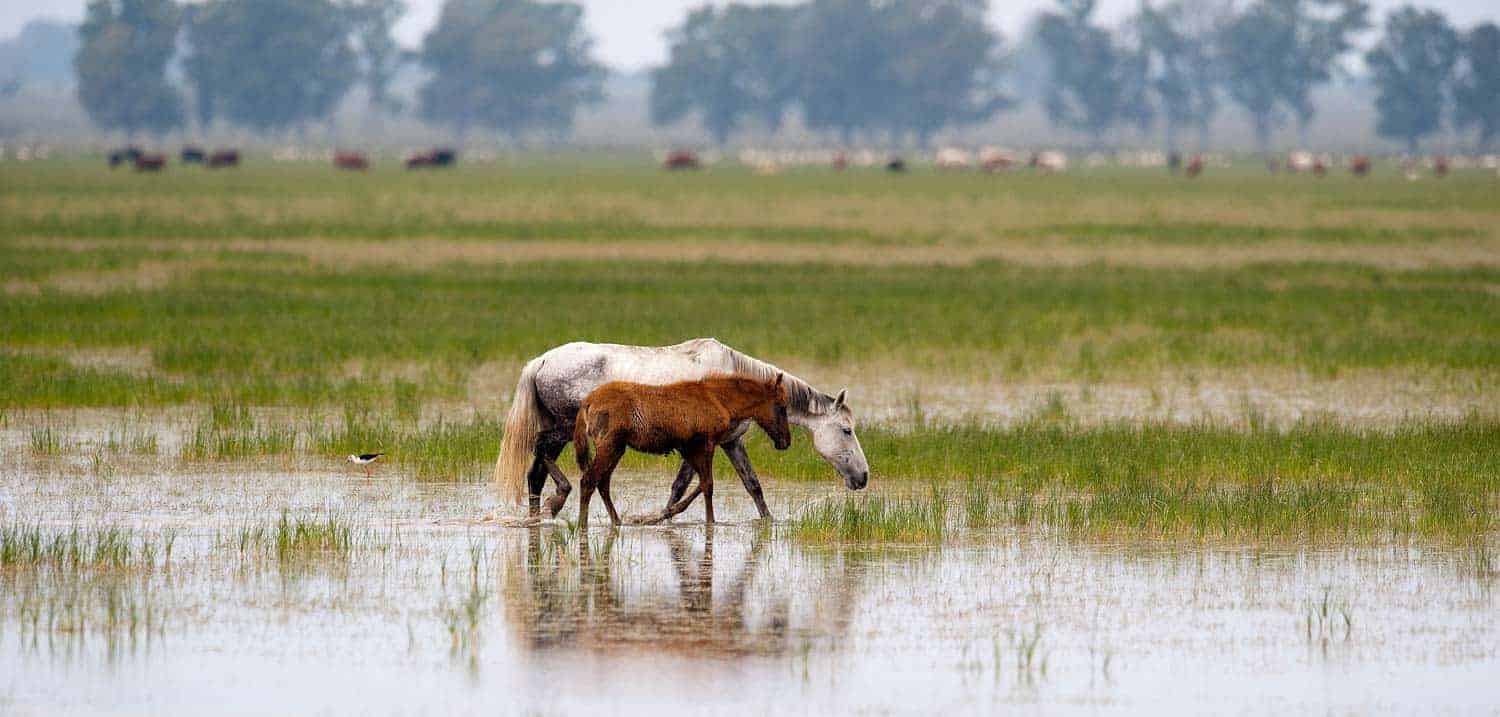 Doñana National Park Spain